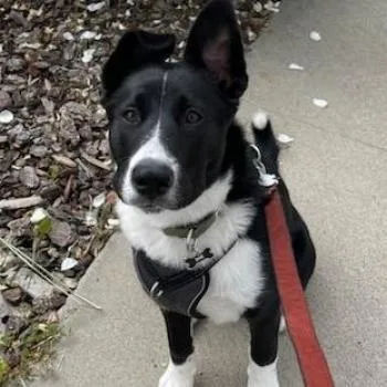 An adult medium-sized female Black Border Collie dog named Shadow for adoption in Oceanside, CA