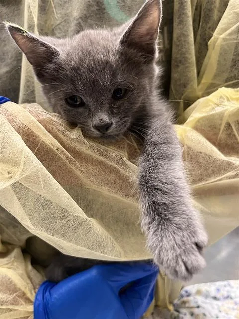 A baby small-sized male Domestic Short Hair cat named Finn for adoption in Las Vegas, NV