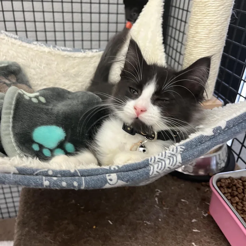 A baby medium-sized male Black & White / Tuxedo Domestic Medium Hair cat named Gus Gus for adoption in Portland, OR