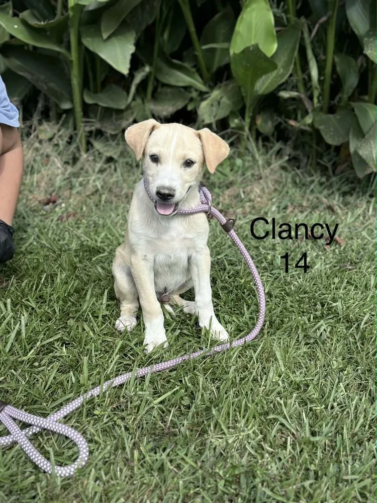 A young medium-sized male Retriever dog named Clancy for adoption in Norfolk, MA