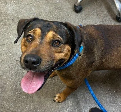 A young large-sized male Terrier dog named Chief for adoption in Honolulu, HI