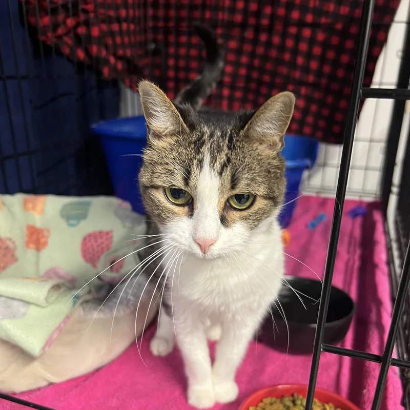 A senior small-sized female Domestic Short Hair cat named Bella for adoption in Altoona, PA
