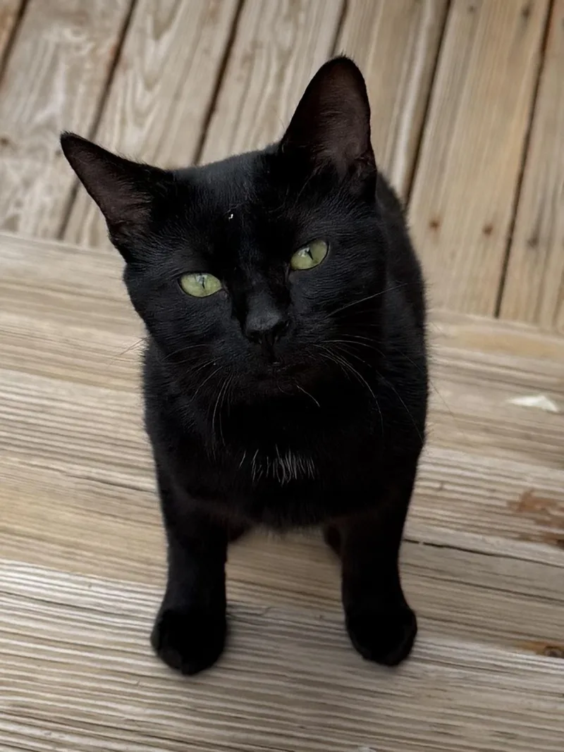 A young large-sized male Black Domestic Short Hair cat named Panther for adoption in Oak Forest, IL