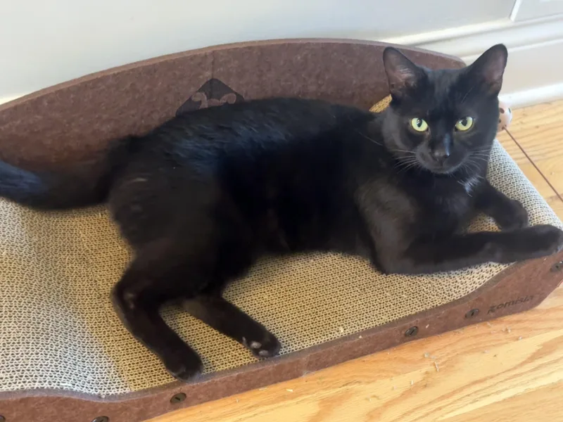 Panther thumbnail 4