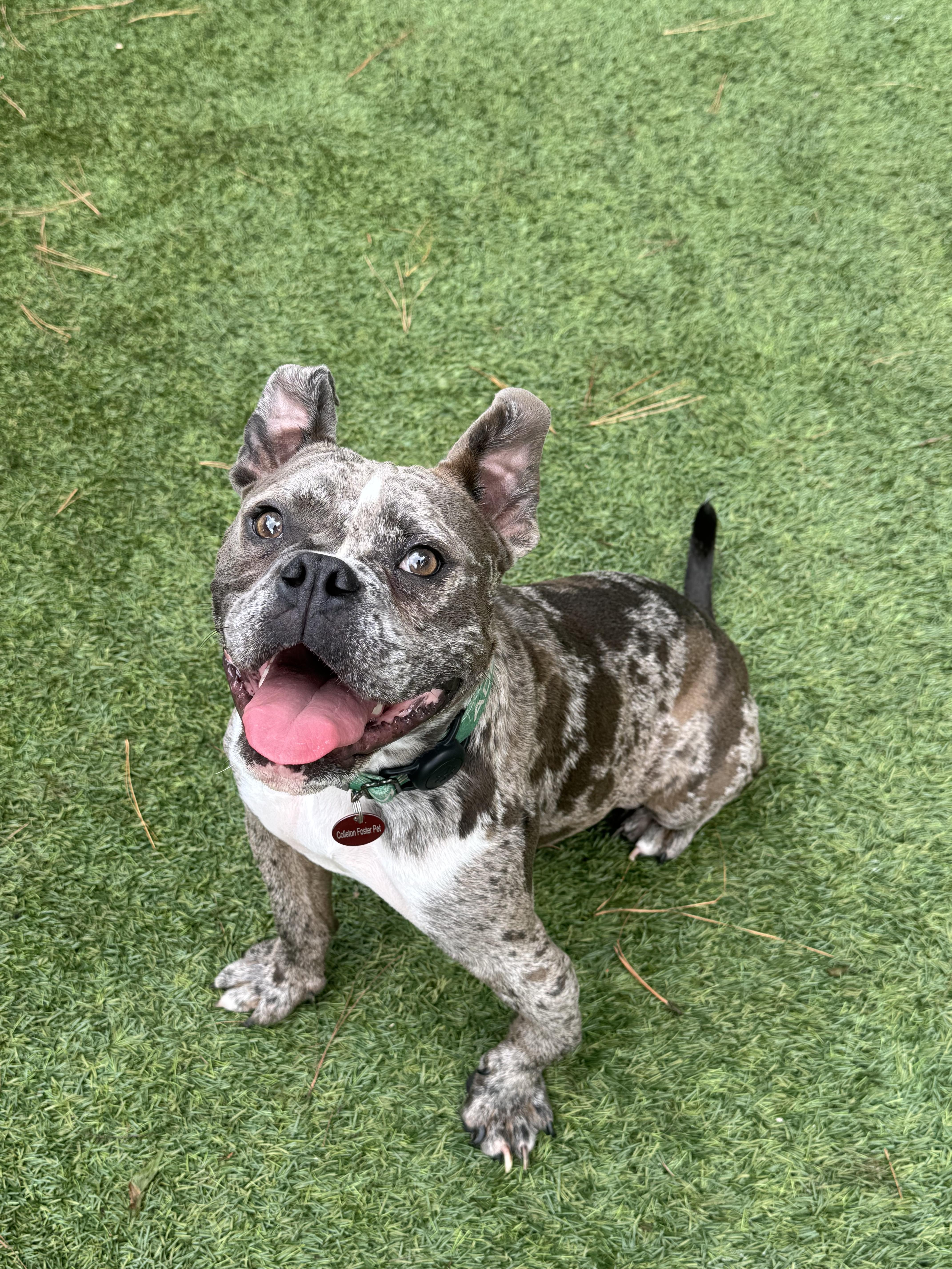 A young medium-sized male Bulldog dog named Tonka for adoption in Charleston, SC