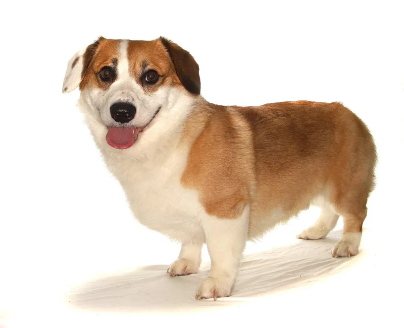 An adult medium-sized male Corgi dog named Teddy for adoption in Oakland Park, FL
