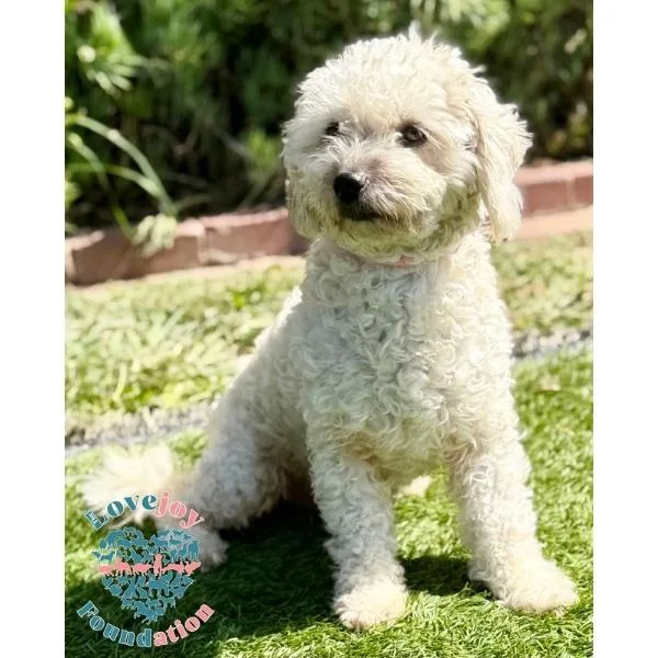A young small-sized female White / Cream Miniature Poodle dog named Whitney Coh for adoption in Inglewood, CA
