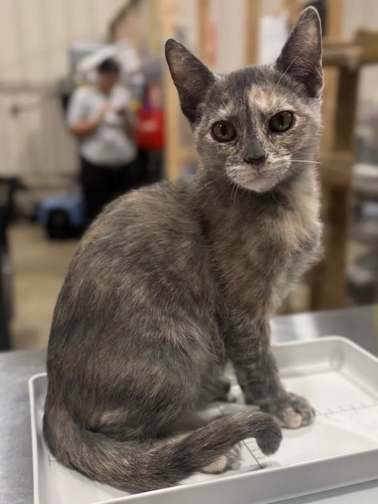 A baby small-sized female Domestic Short Hair cat named Juliep for adoption in Corpus Christi, TX