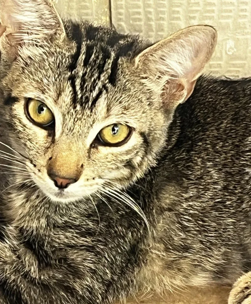 A baby medium-sized female Domestic Short Hair cat named Emilia for adoption in Phoenix, AZ