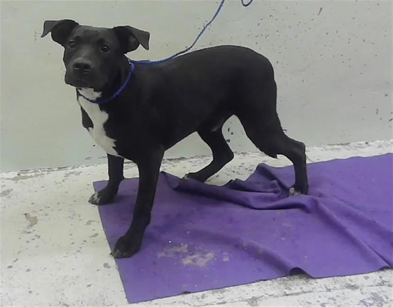 A young medium-sized male Staffordshire Bull Terrier dog named Rick for adoption in Houston, TX