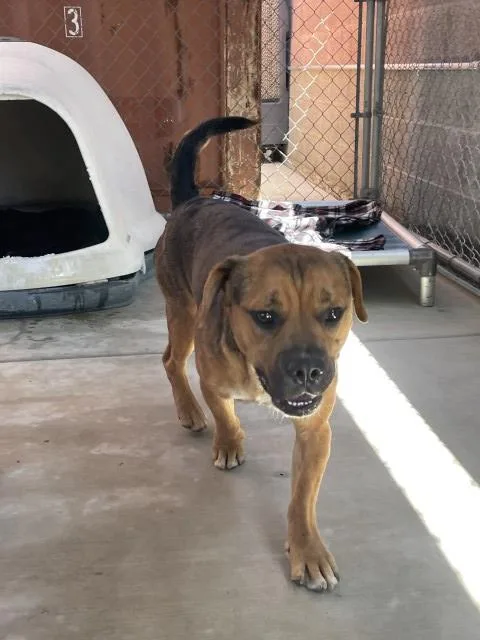 A young medium-sized male Boxer dog named Flash for adoption in Redlands, CA