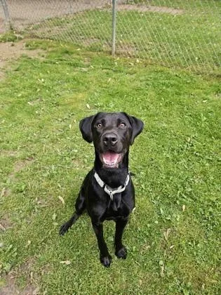 An adult large-sized female Labrador Retriever dog named Shoyu for adoption in Reisterstown, MD