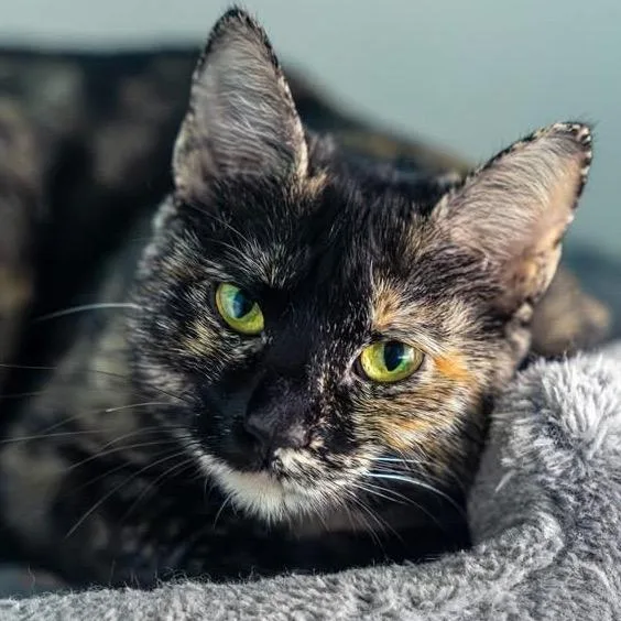 A young medium-sized female Tortoiseshell Domestic Short Hair cat named Kyoshi for adoption in Decatur, GA