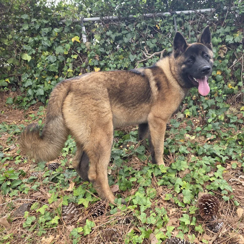 A young large-sized male Bicolor Akita dog named Sitka for adoption in Chesapeake, VA