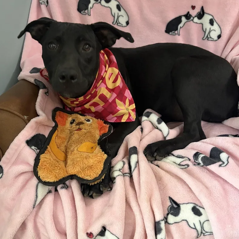 A baby medium-sized female Black Labrador Retriever dog named Hazel Pot for adoption in Andover, MA