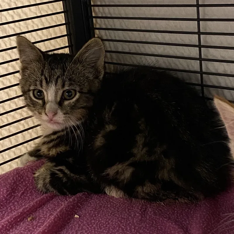 A baby small-sized male Brown / Chocolate Domestic Short Hair cat named Wayne for adoption in Norfolk, NE
