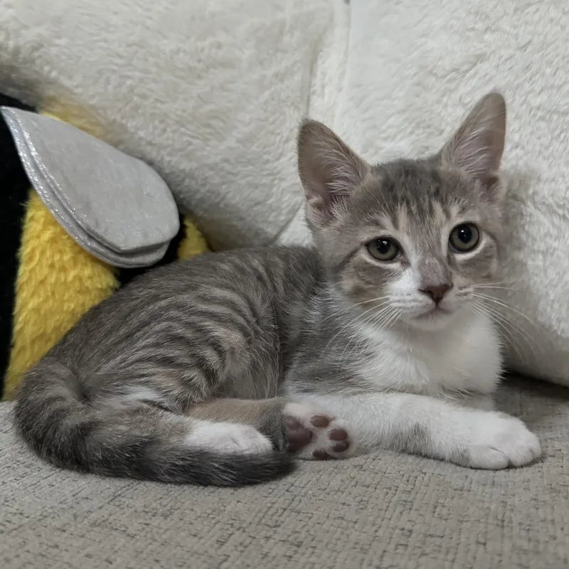A baby small-sized female Gray / Blue / Silver Domestic Short Hair cat named Teletubby for adoption in Hollister, FL