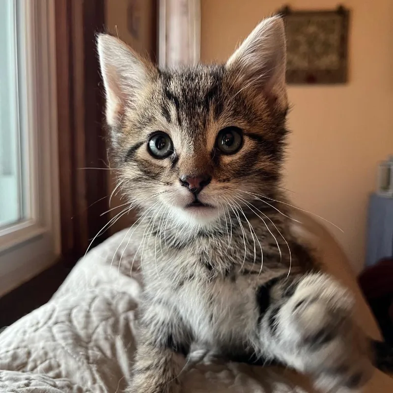A baby small-sized male Brown / Chocolate Domestic Short Hair cat named Tan line for adoption in Troy, IL