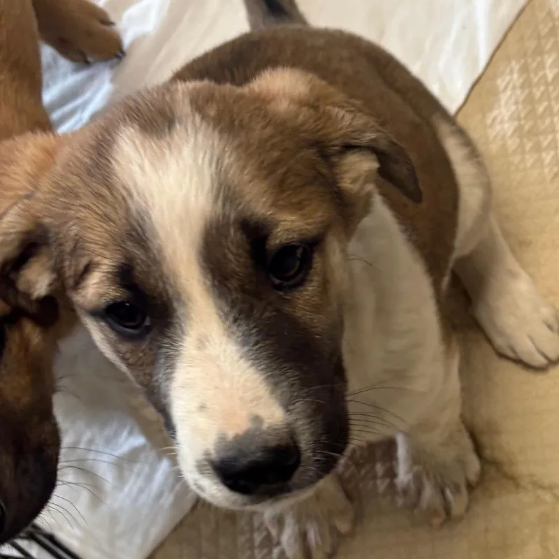 A baby small-sized male Brown / Chocolate Shepherd dog named Spur for adoption in Flagstaff, AZ