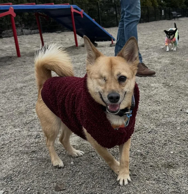 A young small-sized female Golden Shiba Inu dog named Nami for adoption in DANVERS, MA