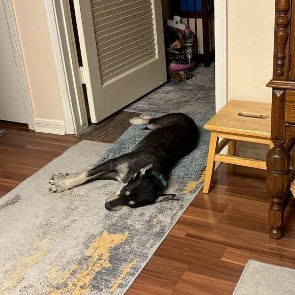 A young medium-sized female Black Husky dog named Amora Dream for adoption in Friendswood, TX