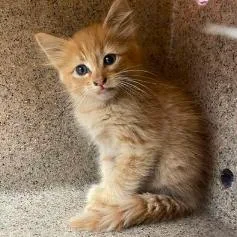A baby small-sized male Orange / Red Domestic Short Hair cat named Smitty for adoption in Fort Collins, CO