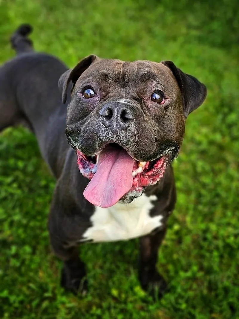 An adult medium-sized male Black American Bully dog named Gilbert for adoption in Bay City, MI