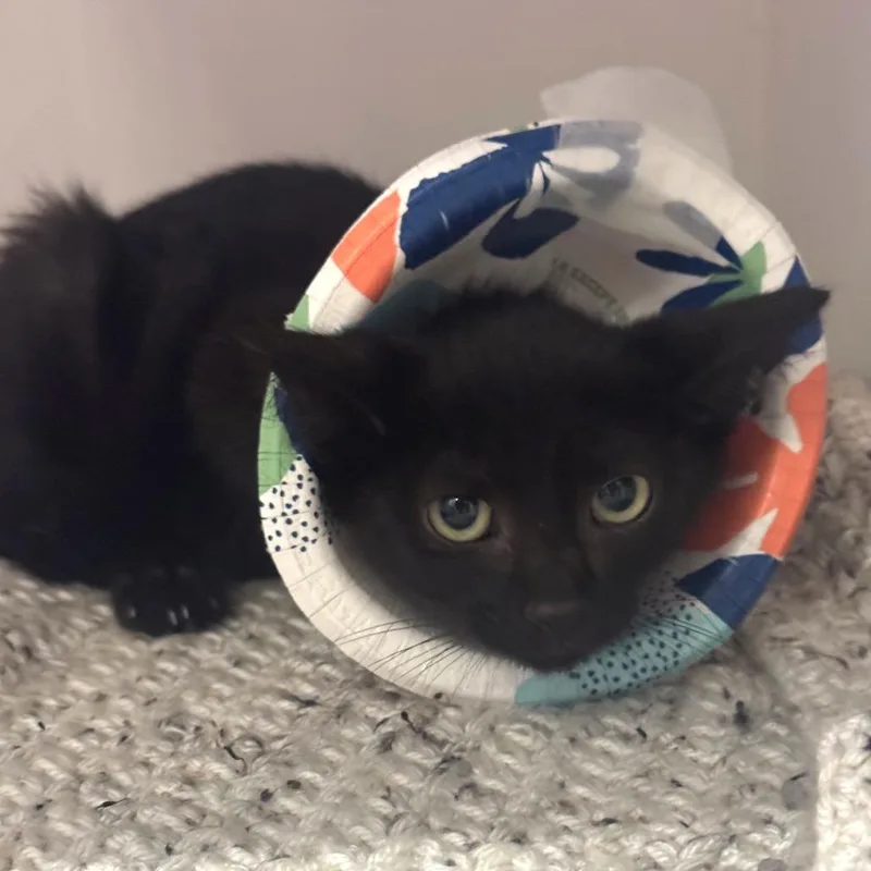 A baby small-sized male Black Domestic Short Hair cat named Meep Meep for adoption in Dearborn, MI