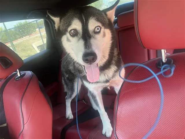 An adult medium-sized female Siberian Husky dog named Kira for adoption in San Antonio, TX