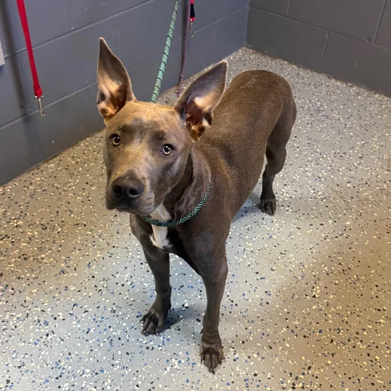 An adult medium-sized female Gray / Blue / Silver Weimaraner dog named TUSCStray for adoption in Tuscaloosa, AL