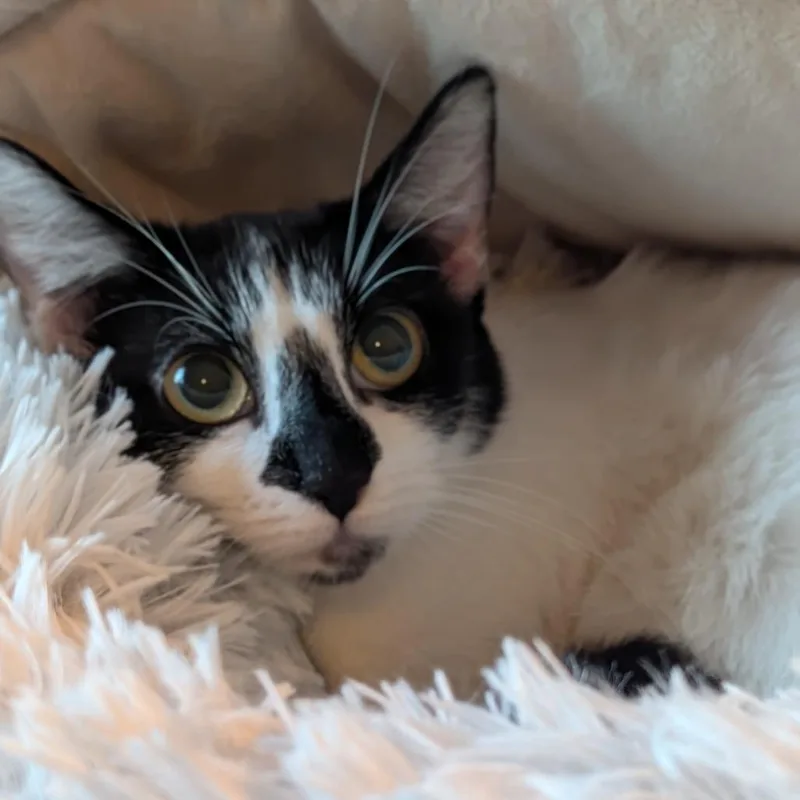 A young medium-sized female Black Domestic Short Hair cat named Dee for adoption in Sunnyvale, CA