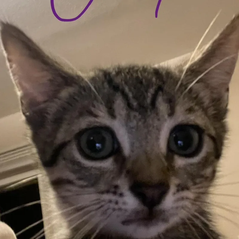 A baby small-sized male Brown / Chocolate Domestic Short Hair cat named Eeyore for adoption in Bel Air, MD