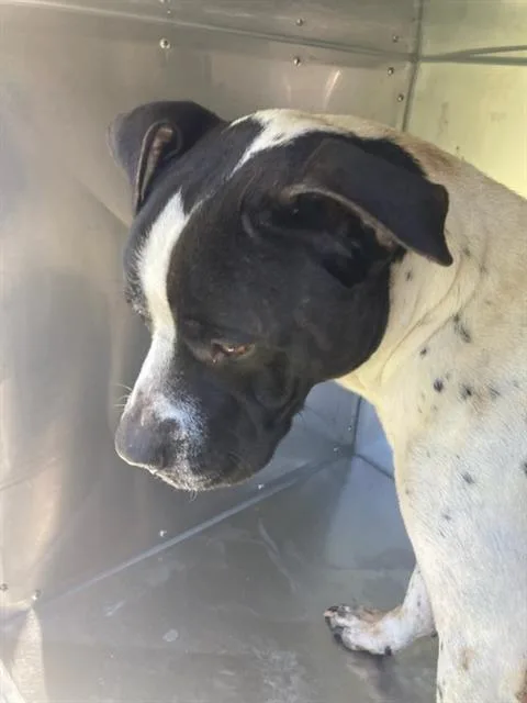 An adult large-sized male Pit Bull Terrier dog named Kaige for adoption in Dallas, TX