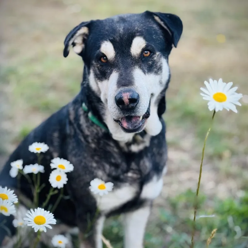 Grover thumbnail 4