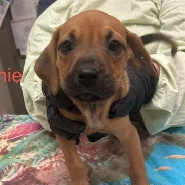 A baby medium-sized female Brown / Chocolate Mixed Breed dog named Brownie for adoption in Knoxville, TN