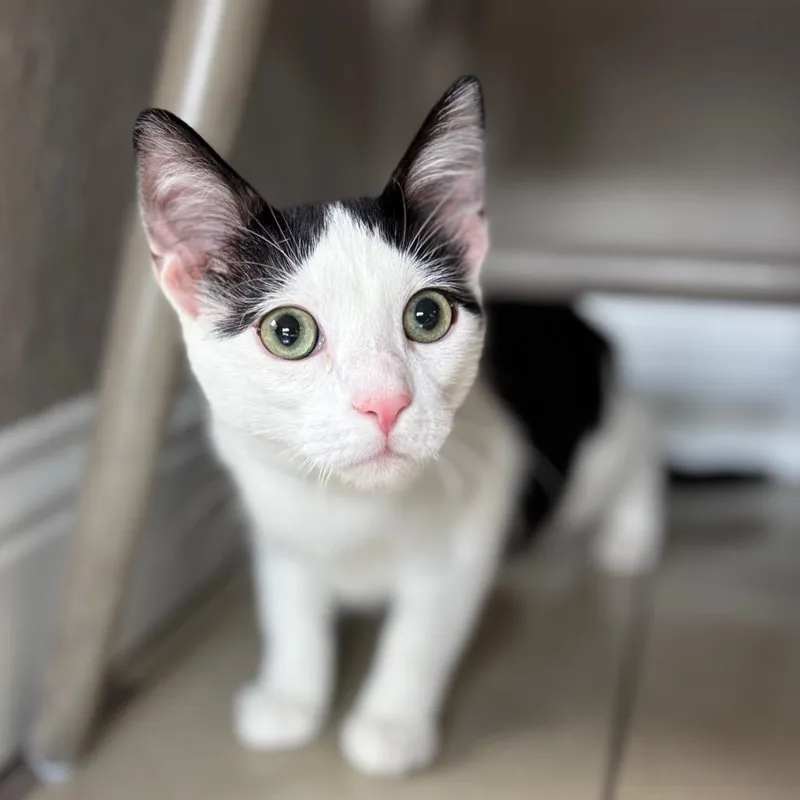 A young medium-sized male Domestic Short Hair cat named Goose for adoption in Fredericksburg, TX