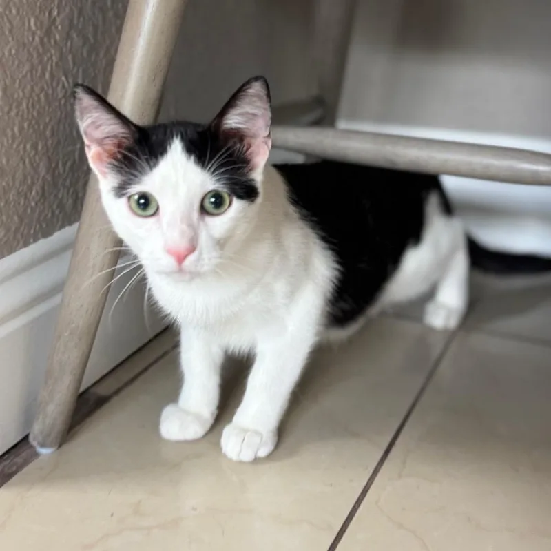 Goose thumbnail 3