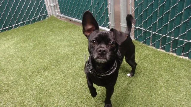 An adult small-sized male Chihuahua dog named Manny for adoption in Downey, CA