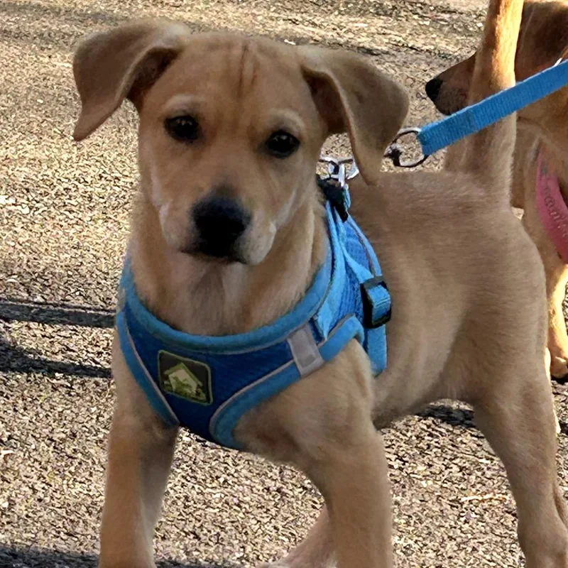 A baby medium-sized male Yellow / Tan / Blond / Fawn Mixed Breed dog named Ford for adoption in Rockville, MD