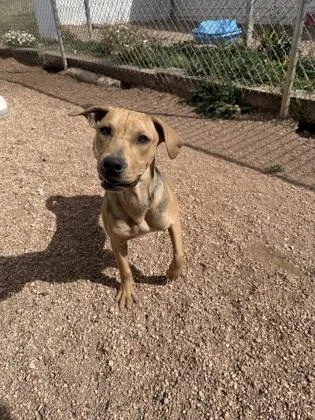 A young large-sized female Mixed Breed dog named Honey for adoption in Divide, CO