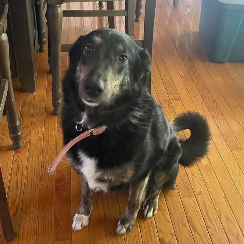 An adult medium-sized female Black Collie dog named Gypsy for adoption in Shawnee, KS