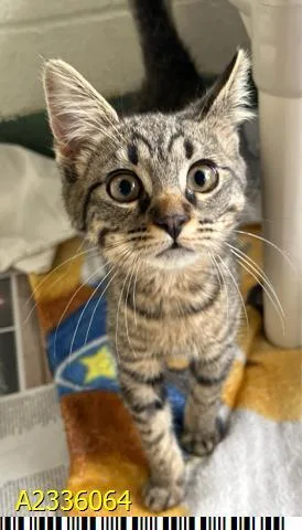 A baby small-sized female Domestic Short Hair cat named Dovi for adoption in West Palm Beach, FL