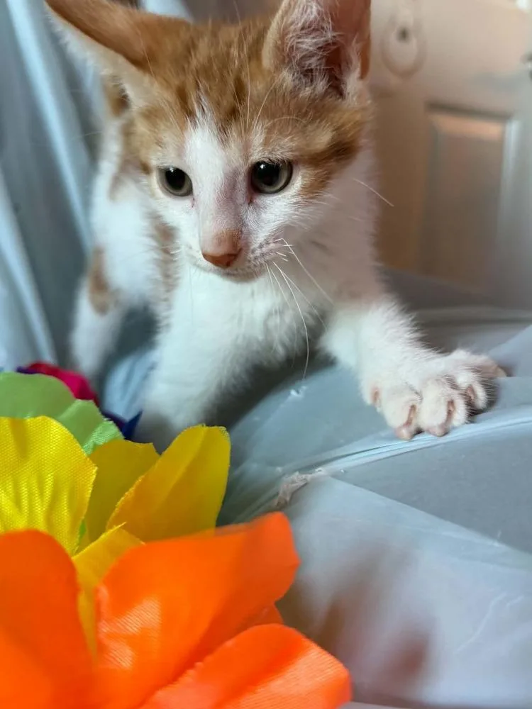A baby small-sized female Orange & White Tabby cat named Scarlet for adoption in Deltona, FL