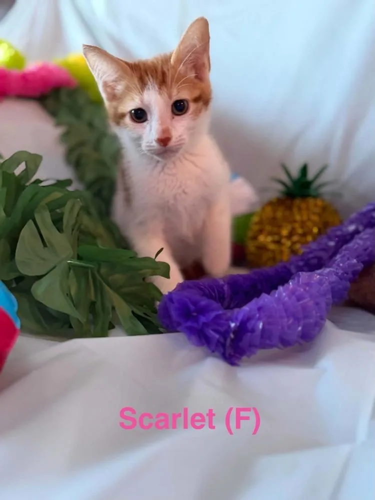 Scarlet thumbnail 2