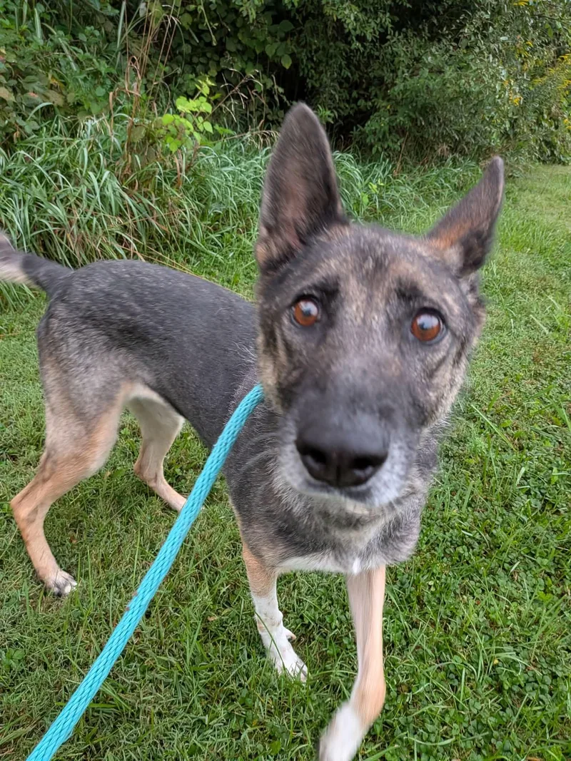 An adult large-sized female German Shorthaired Pointer dog named Rainy for adoption in Mechanicsburg, PA