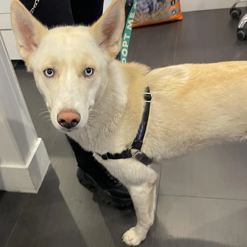 A young medium-sized female Shepherd dog named Lara for adoption in Los Angeles, CA