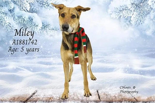 An adult large-sized female Shepherd dog named Miley for adoption in Thousand Palms, CA