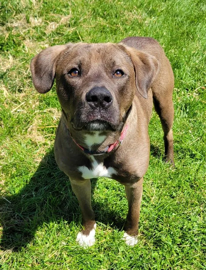 A young large-sized male Brown / Chocolate Labrador Retriever dog named Astro for adoption in Lisbon, OH