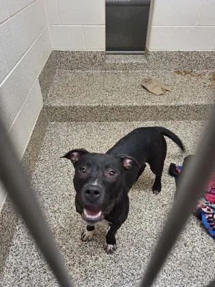 An adult medium-sized male Pit Bull Terrier dog named Harold for adoption in Westland, MI