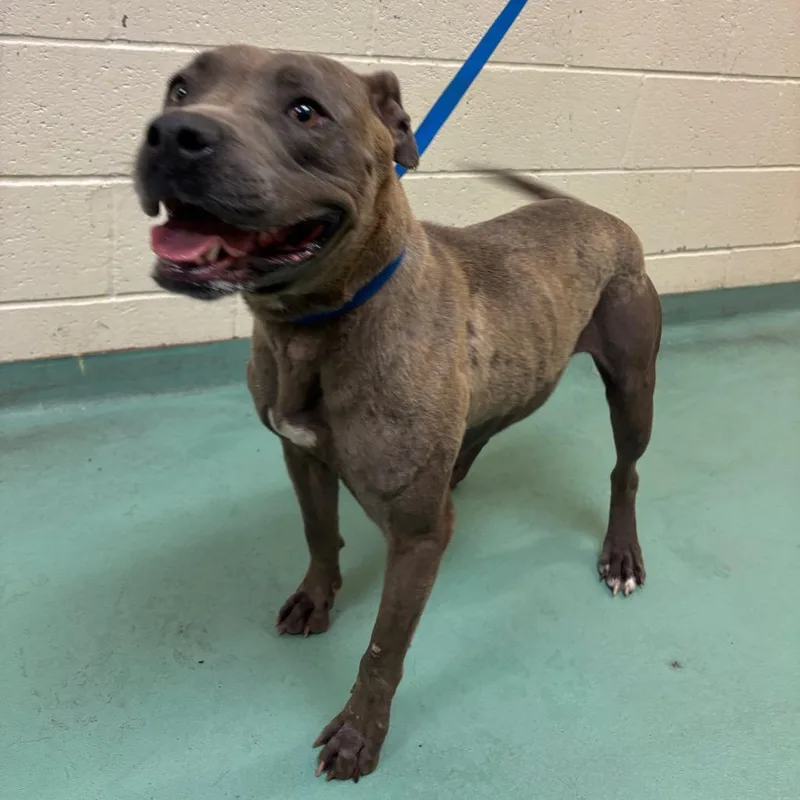 An adult large-sized female Gray / Blue / Silver Mixed Breed dog named Shawdee for adoption in Memphis, TN